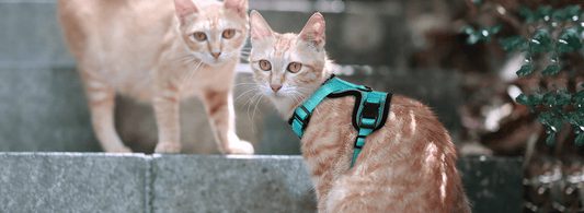 A Cat Harness Vs A Cat Collar: Which Is Safer? - Rabbitgoo