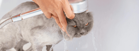 A fat gray cat is taking a bath, but looks reluctant and angry!