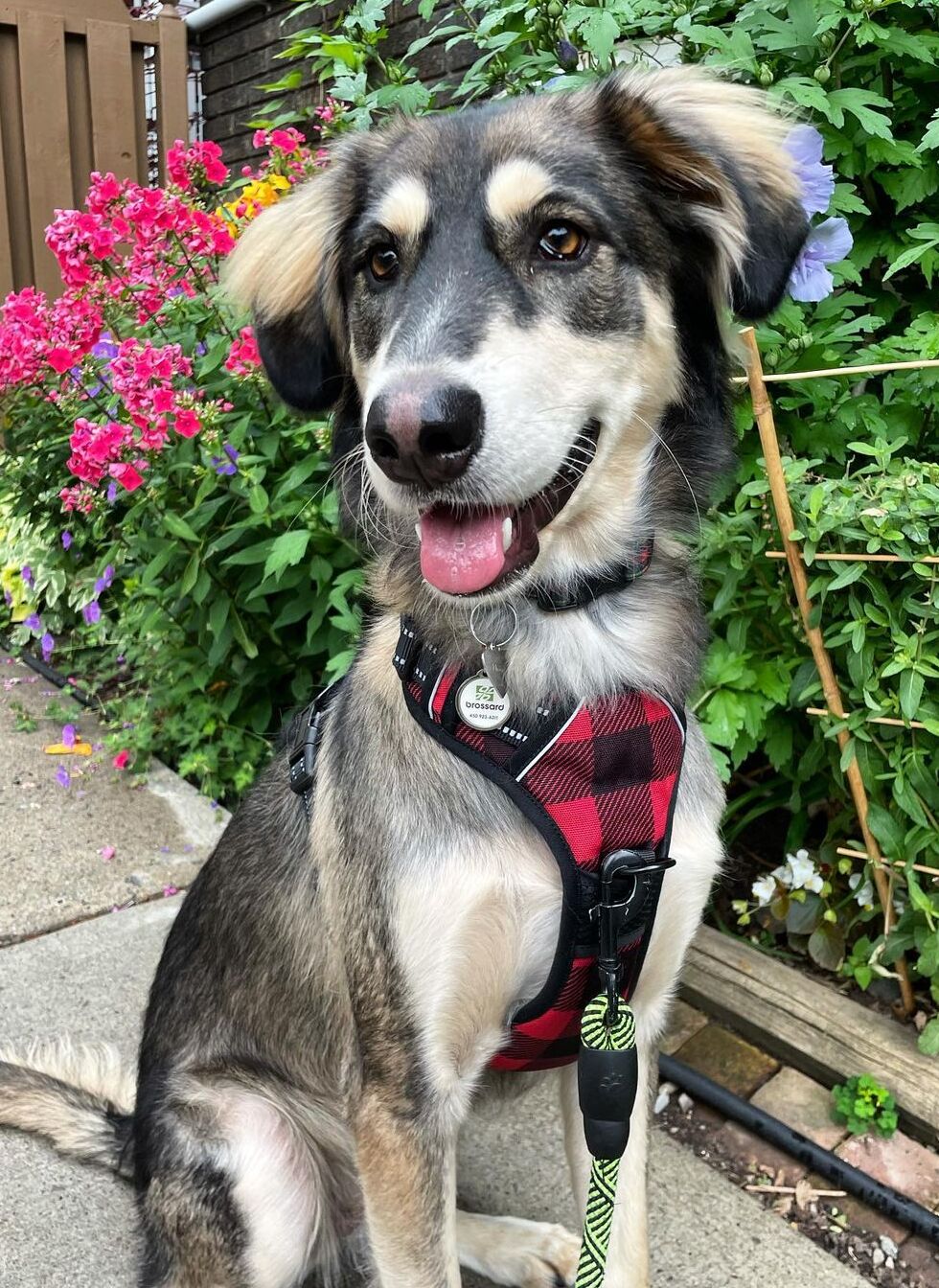 Urban Grid No Pull Dog Harness - Checkered Red