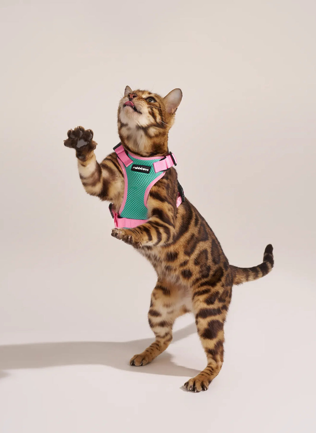 Rabbitgoo Fusion Adjustable cat harness and leash set - Green & Pink