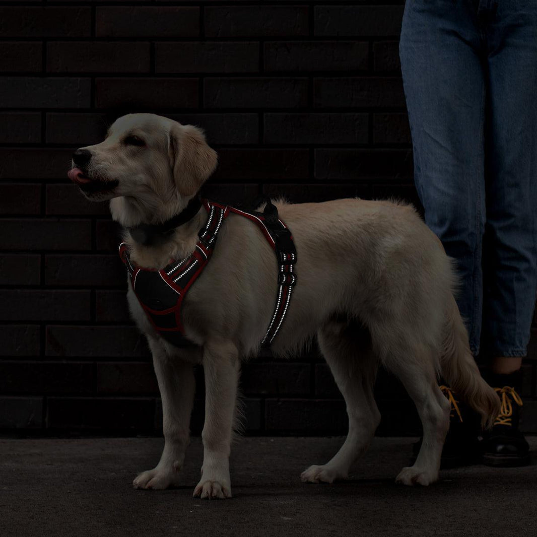 ColorPop Fit No Pull Dog Harness - Black & Red