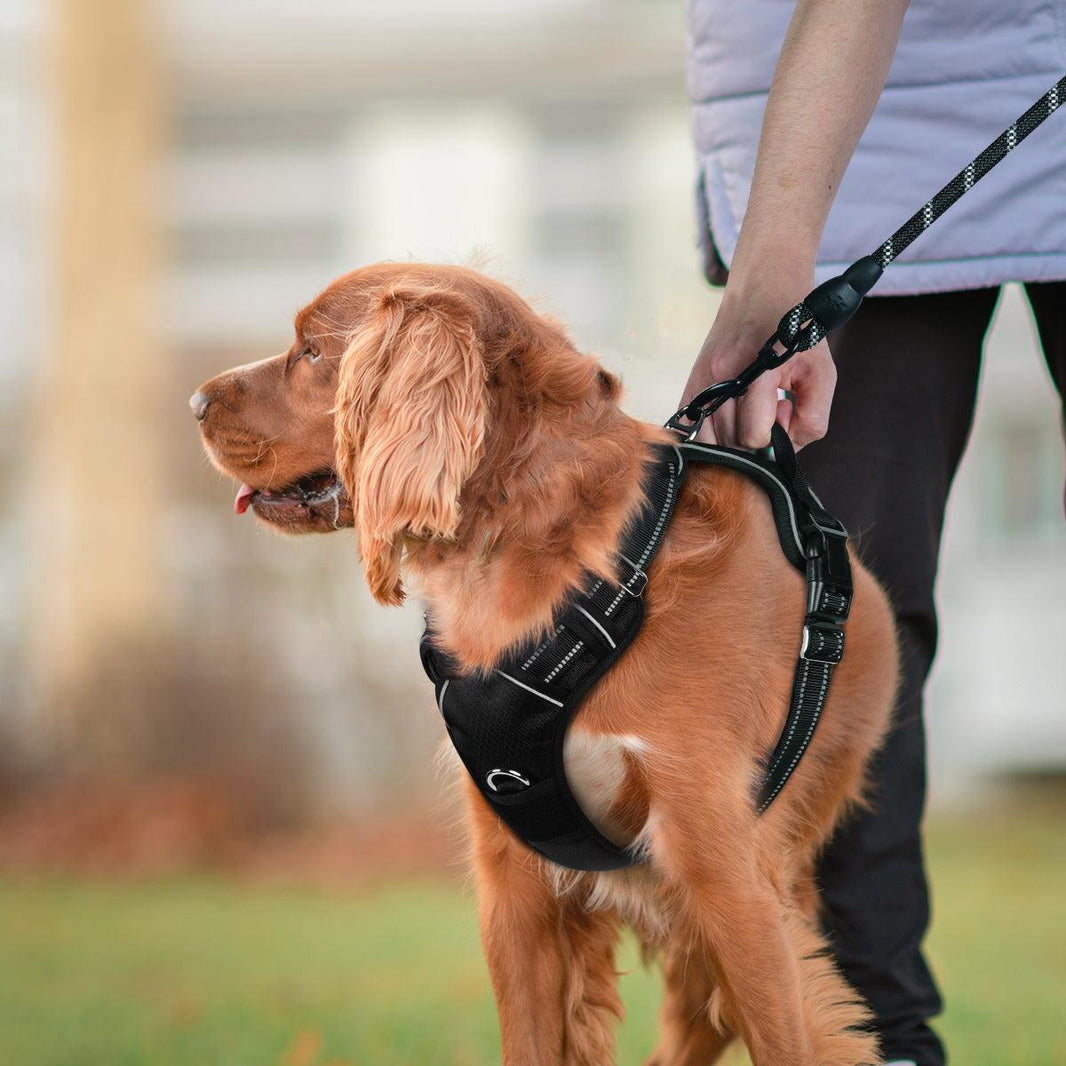 No Pull Dog Harness and Leash Set - Black / S