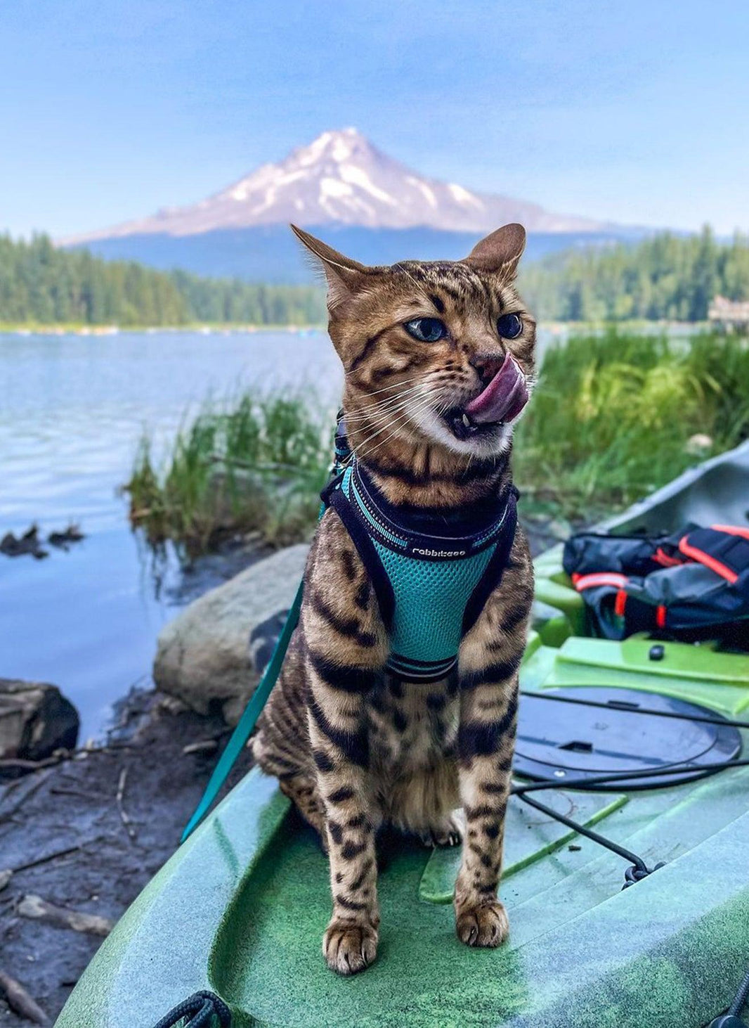 Rabbitgoo Escape Proof Cat Harness and Leash Set - Turquoise