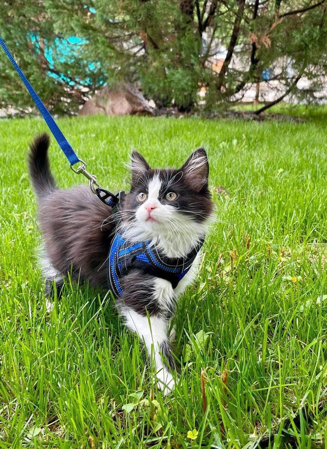 Rabbitgoo Escape Proof Cat Harness and Leash Set - Blue