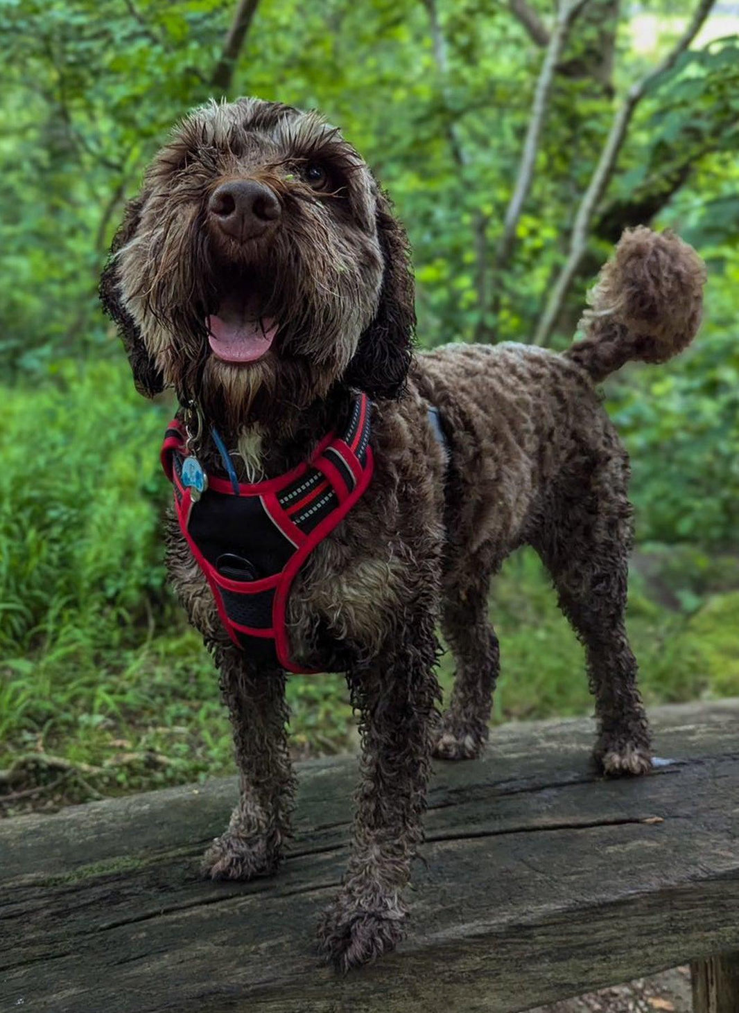 ColorPop Fit No Pull Dog Harness - Black & Red