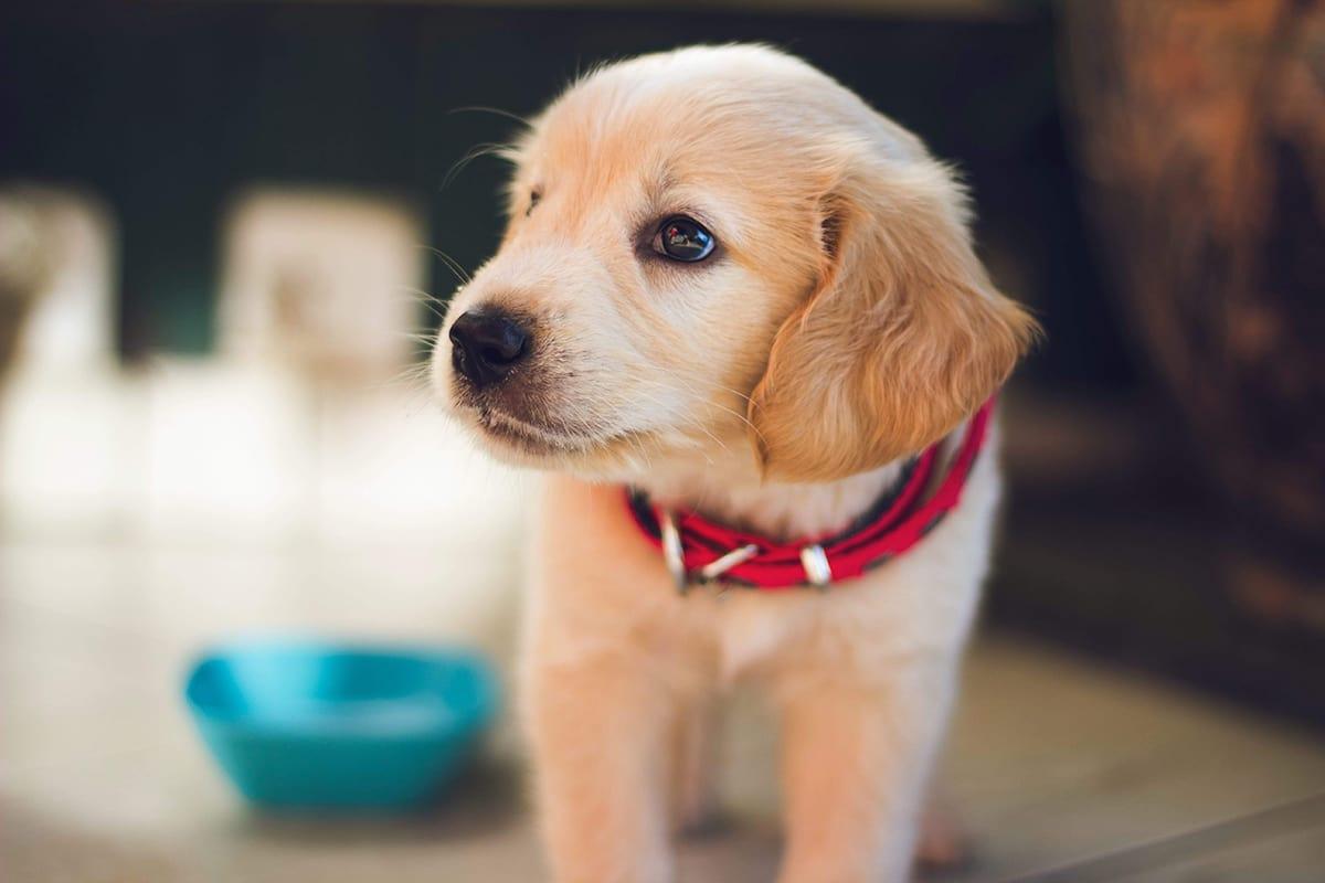 The most popular dog & puppy names of 2023
