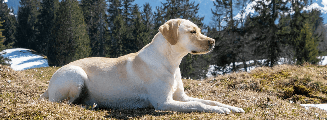 Most Popular Dog Breed-Labrador Retriever