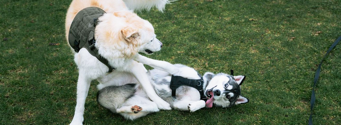 Two dog in dog harnesses are playing