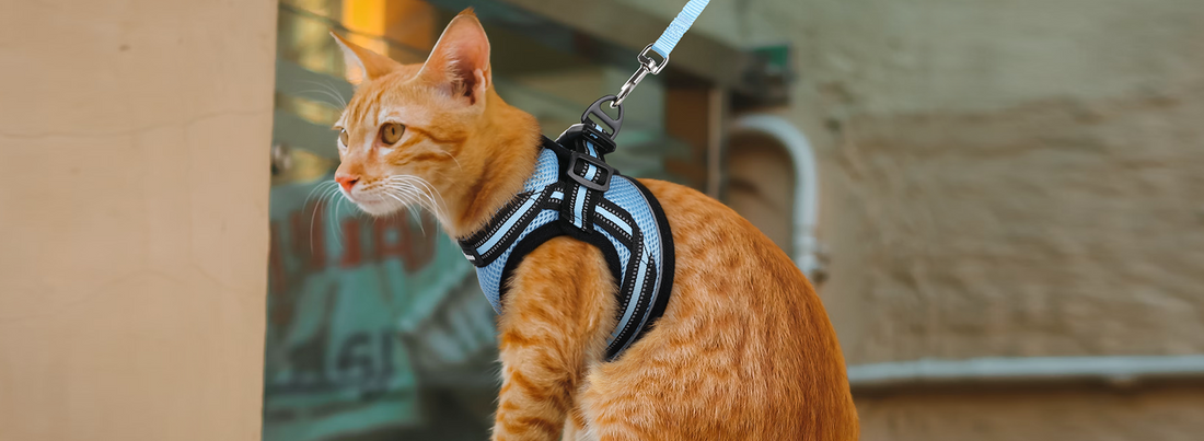 How to Harness Train a Cat - Wear Training