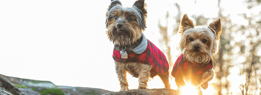 Most Popular Small Dogs In America: Top 10 Options - Rabbitgoo