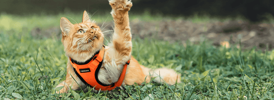 How to Choose a Harness for a Cat? - Rabbitgoo