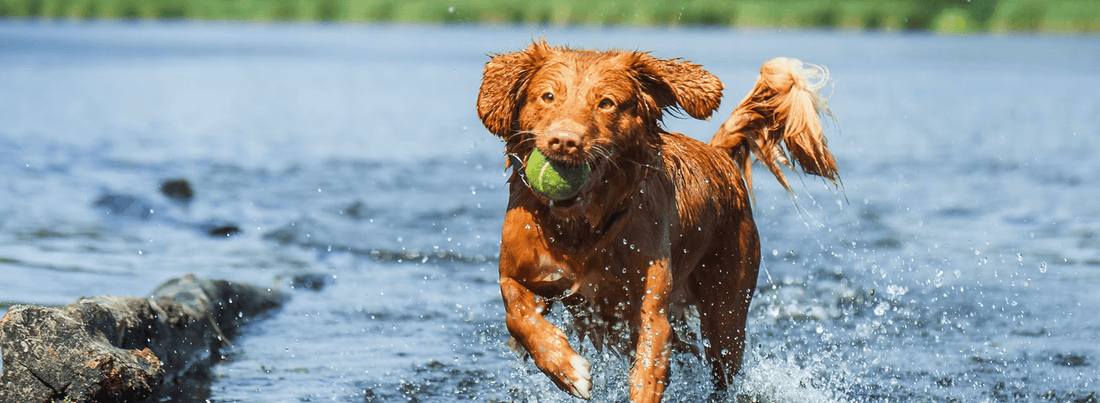 Why Do Dogs Lick Their Paws? - Rabbitgoo