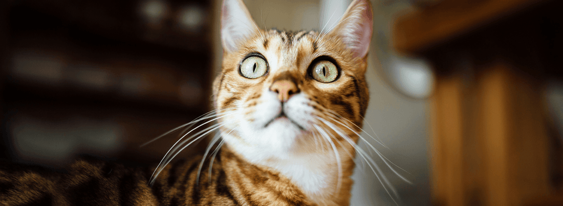 What Color can Cats See: Understanding Cat Vision - Rabbitgoo