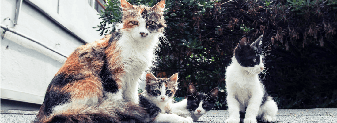Three beautiful cats