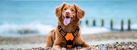 A dog in orange harness smailing at caerma