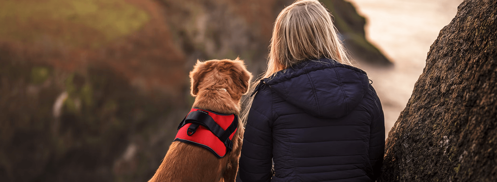 Dog Assistant Types A Guide to the Types of Service Dogs – Rabbitgoo