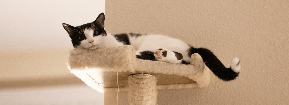 The Cat Tree: A Haven For Your Feline Friend - Rabbitgoo