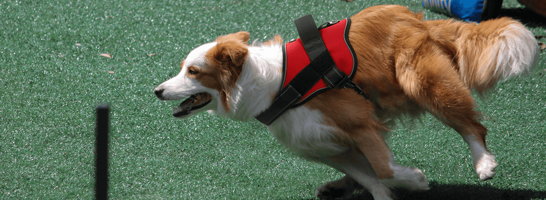 8 Things You Need For Service Dog Training - Rabbitgoo