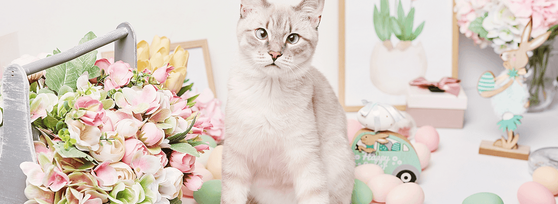 A kitten surrounded by flowers and gifts