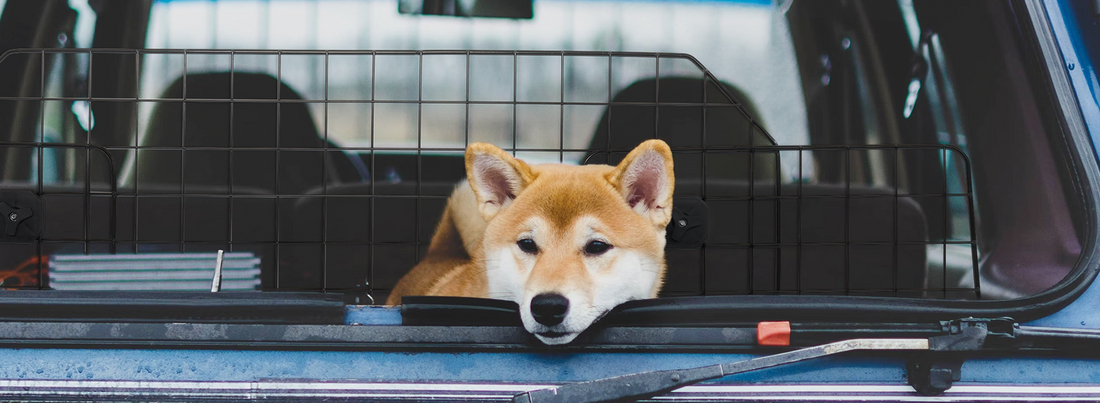 A puppy lying on the back seat of the car