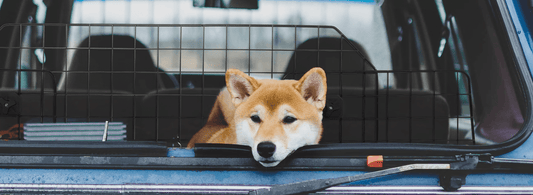 Summer Travel With Pet: All You Are Looking For - Rabbitgoo