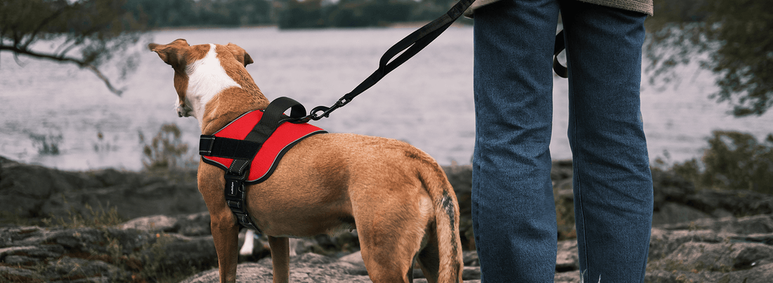 Service Dogs: Everything You Want to Know - Rabbitgoo