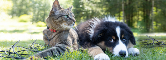 A kitten and a dog lying on the green grass