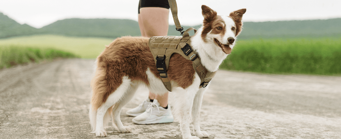 The Newest List of Most Popular Boys Dog Names in 2024 - Rabbitgoo