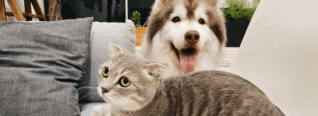 How To Introduce A Cat To A Dog: Stress-Free Encounter - Rabbitgoo