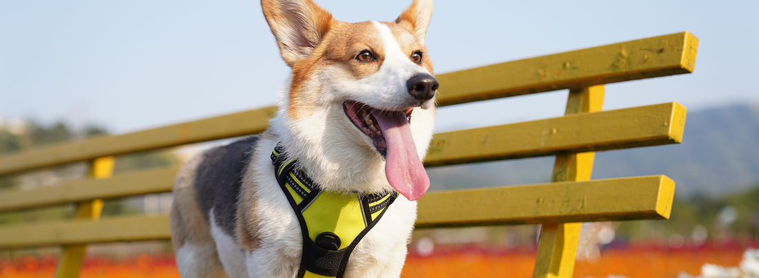 A Corgi smiles in a yellow dog harness.