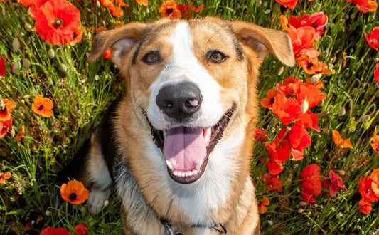 A dog stands in a flower bed, looking up at the flowers, making one wonder 'what colors can dog see'.