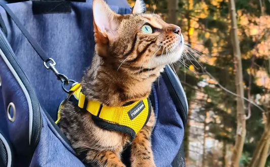 How to Get Your Cat Adventure Ready