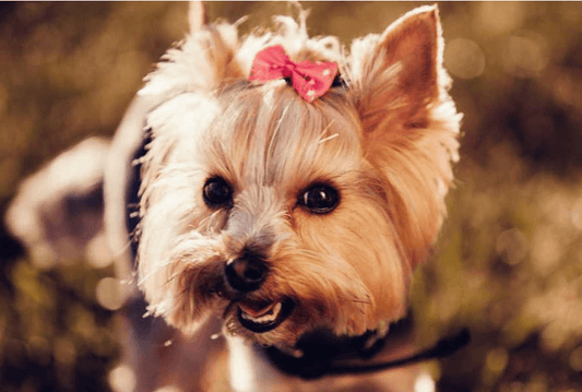 What if The Dog is Very Aggressive to His Owner?