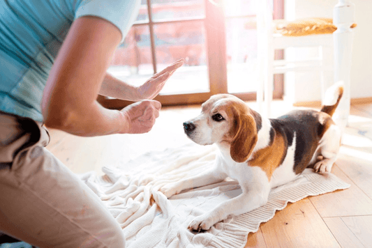 When is The Suitable Training Time for Puppies?