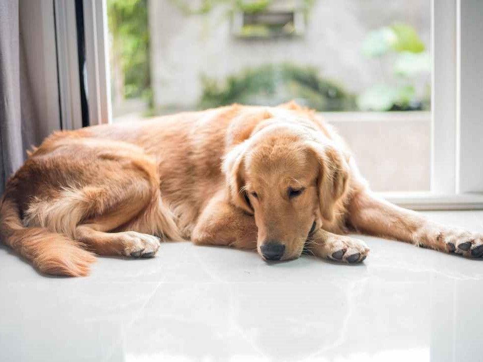 Wondering Why Your Dog's Coat Dry and Dull?