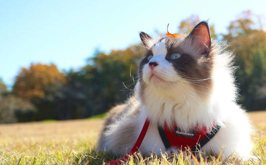 Why Does My Cat Bite Me: Causes And Solutions - Rabbitgoo