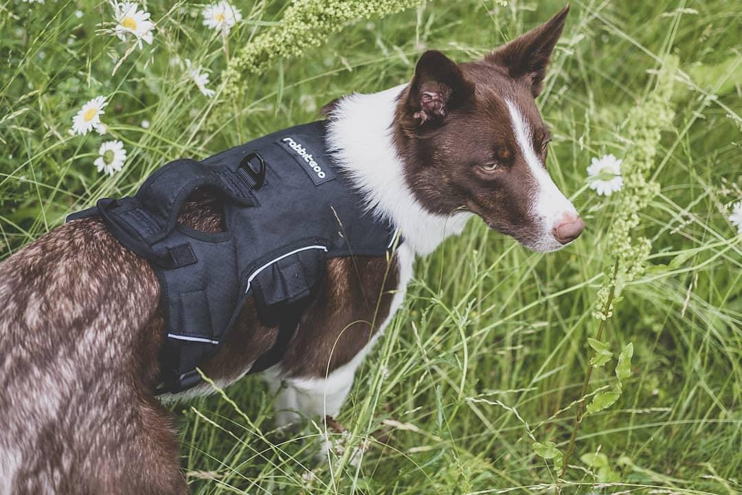 How To Wash A Rabbitgoo Dog Harness - Rabbitgoo