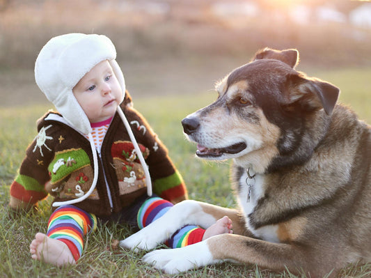 Big Feeding Mistakes Hurt Dog’s Health