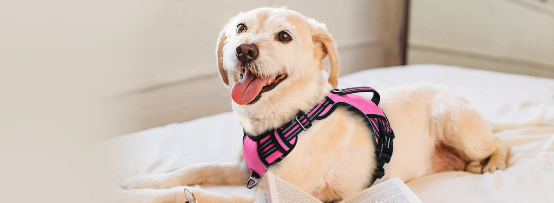 A dog in pink harness