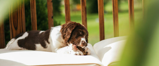 A dog lying on his dog bed