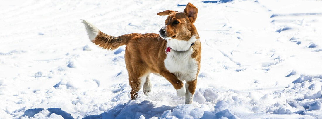 A yellow puppy running in the snow