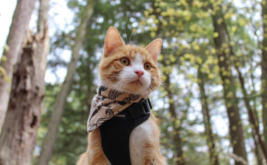 How to Harness Train a Cat - Wear Training