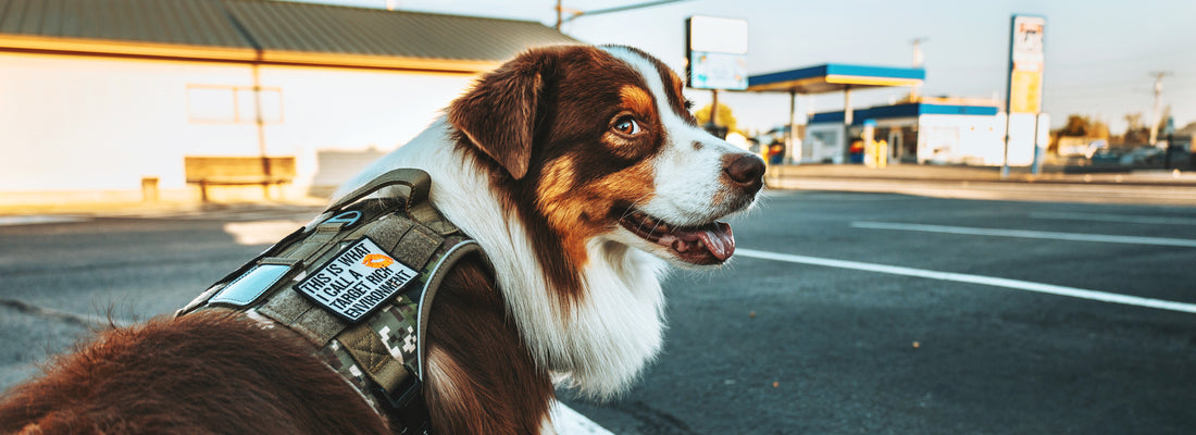 Tactical dog harness for daily use: Is it necessary?