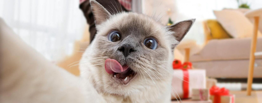 A cute Ragdoll cat taking a selfie