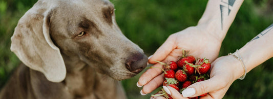 A puppy is sniffing strawberries