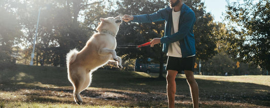 How to Train a Dog to Walk on a Leash? - Rabbitgoo