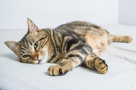 Bringing Home Your New Kitten: 5 Things You Need to Know - Rabbitgoo