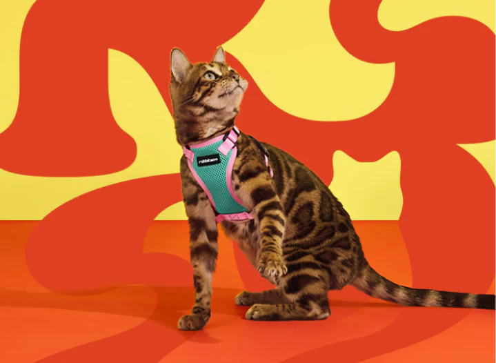 Rabbitgoo cat harness & Leash