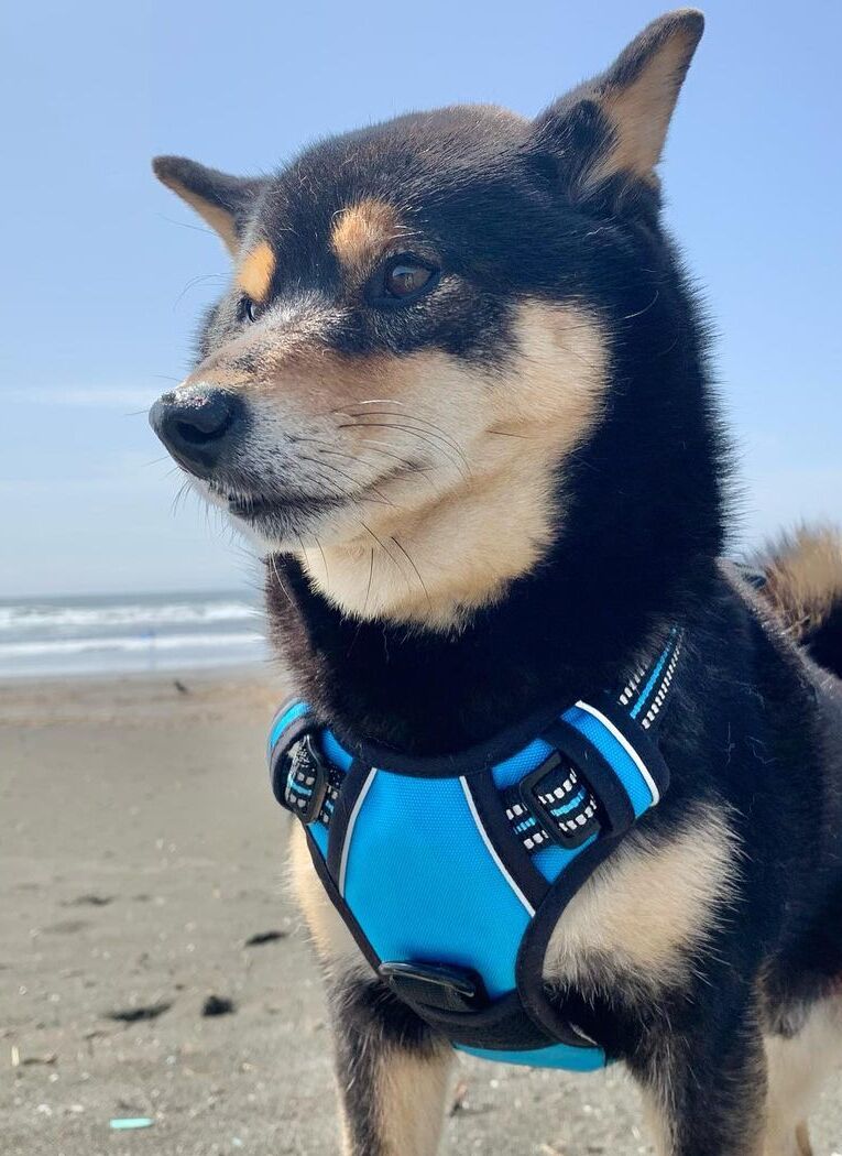 Rabbitgoo No Pull Dog Harness - Blue 