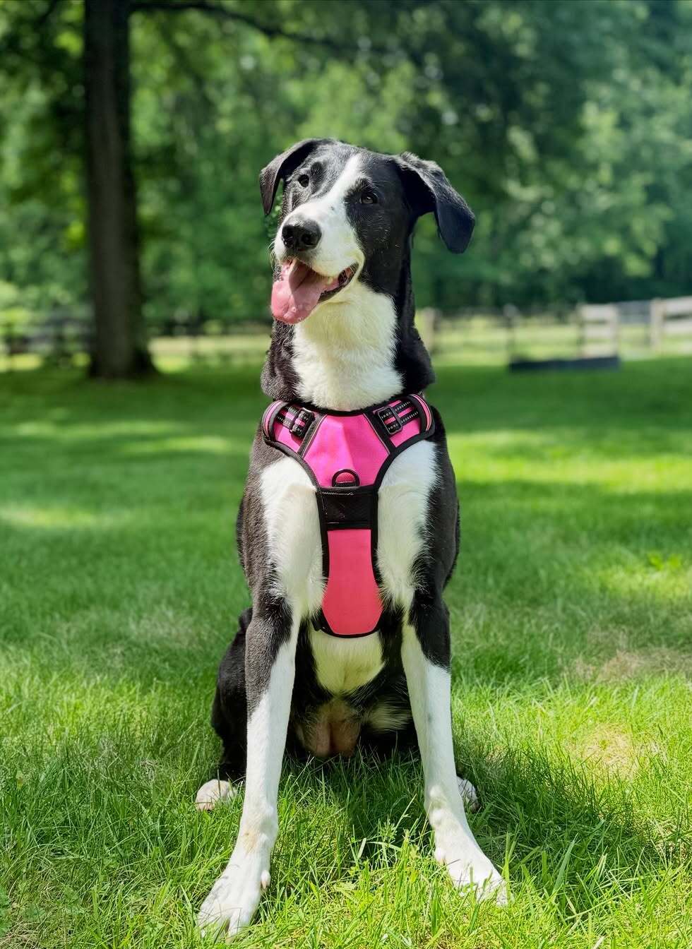 Rabbitgoo No Pull Dog Harness - Hot Pink 